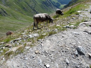 32-2014-08-08-Timmelsjoch